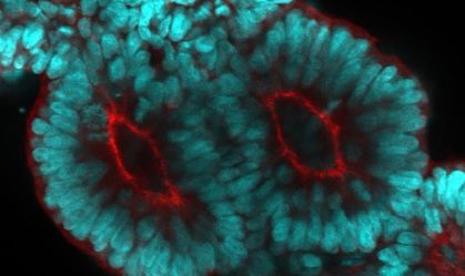 Cientistas descobrem como a coluna vertebral se forma