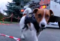 Cão de serviço ajuda a remover minas em Chernihiv, na Ucrânia