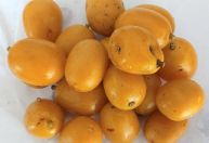 Tecnologia aumenta produção de cajá no Nordeste brasileiro