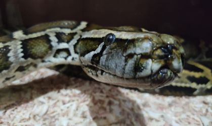 Animais silvestres vindos das Américas e África são apreendidos em Santa Catarina