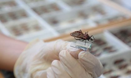 Silenciosa e negligenciada, doença de Chagas atinge mais de 1 milhão de brasileiros