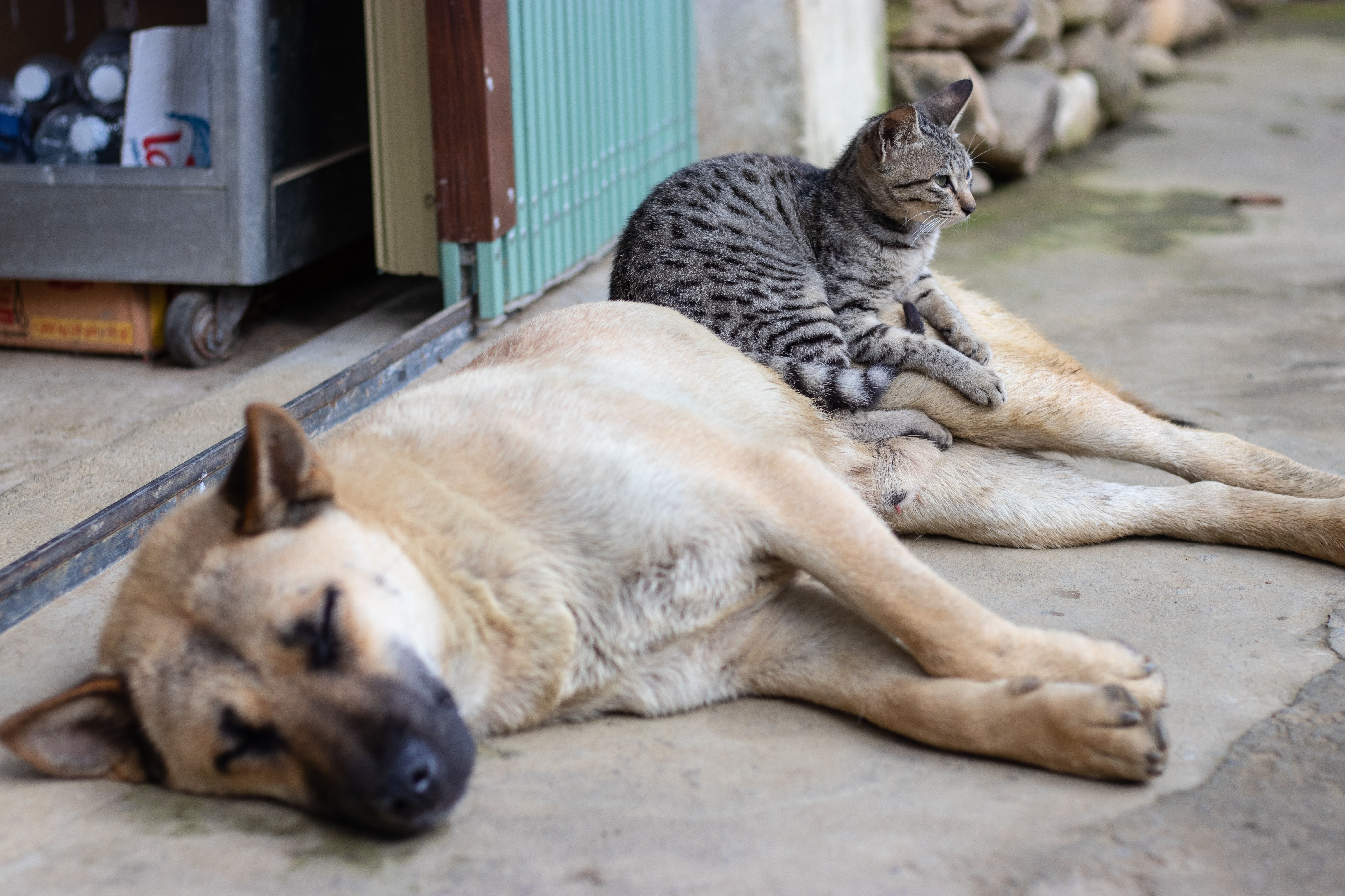 Cães | gatos | castração