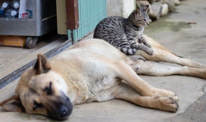 Cães | gatos | castração