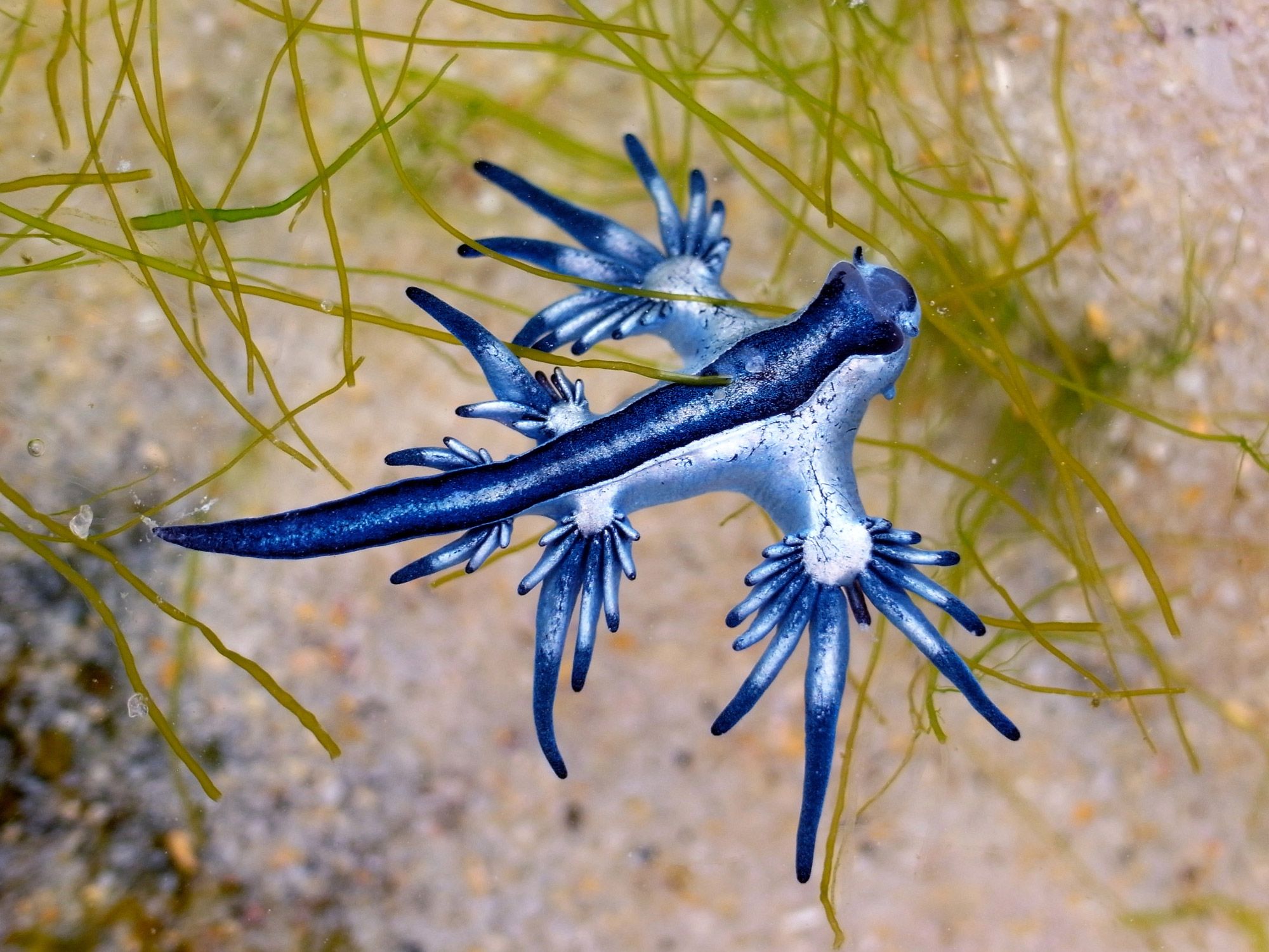 Glaucus atlanticus, ou "dragão azul", avistado no Golfo do México, na costa do Texas.