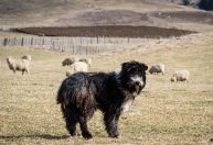 Estudo aponta que raça rara na Patagônia é parente mais próximo de cães pastores originais