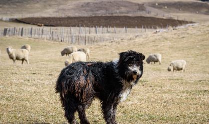 Estátua de deusa, lagartos-peixe e cães da Patagônia, veja descobertas da ciência nesta semana