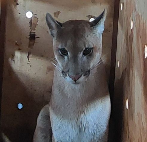 Onça resgatada após invadir casa no interior de São Paulo / Divulgação
