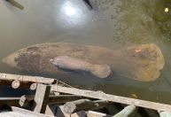 Nasce em Alagoas o 1º filhote de peixe-boi em cativeiro