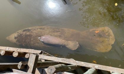 Filhote de peixe-boi nasceu medindo 95 cm e pesando 12 kg