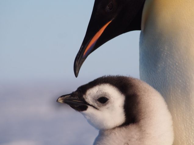 Filhote de pinguim-imperador ao lado de pinguim adulto para se alimentar / Celine Le Bohec/CNRS/CSM