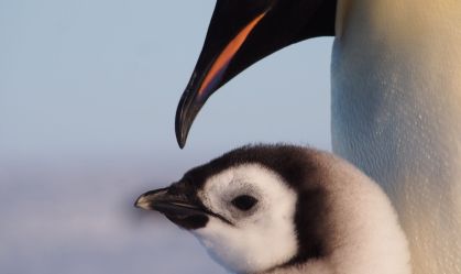 Colônias de pinguins-imperadores sofrem com derretimento de geleiras na Antártica