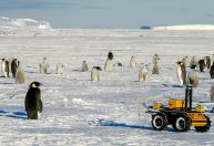 Robô ajuda ciência a entender impactos das mudanças climáticas em pinguins