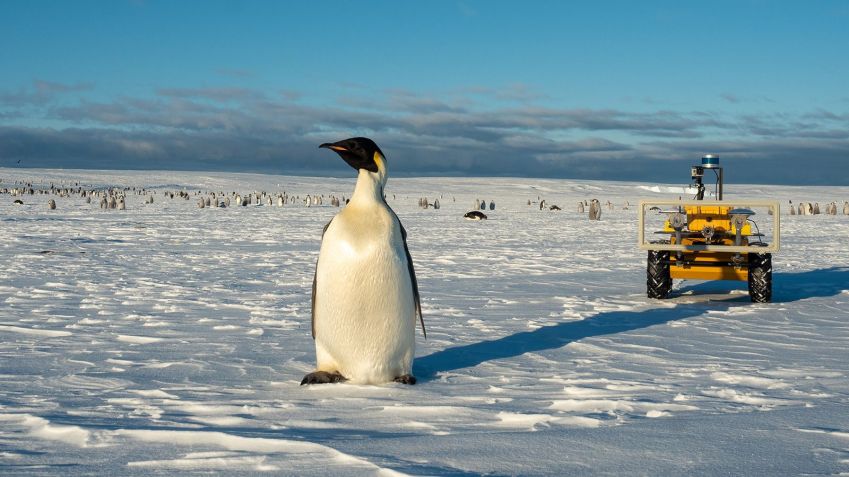 Pinguins aparentemente não se estressam com a presença do robô / Celine Le Bohec/CNRS/CSM