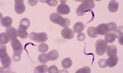 Ministério da Saúde chama atenção para transmissão oral da doença de Chagas