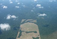 Governo modifica decreto de multas e punições contra infrações ambientais