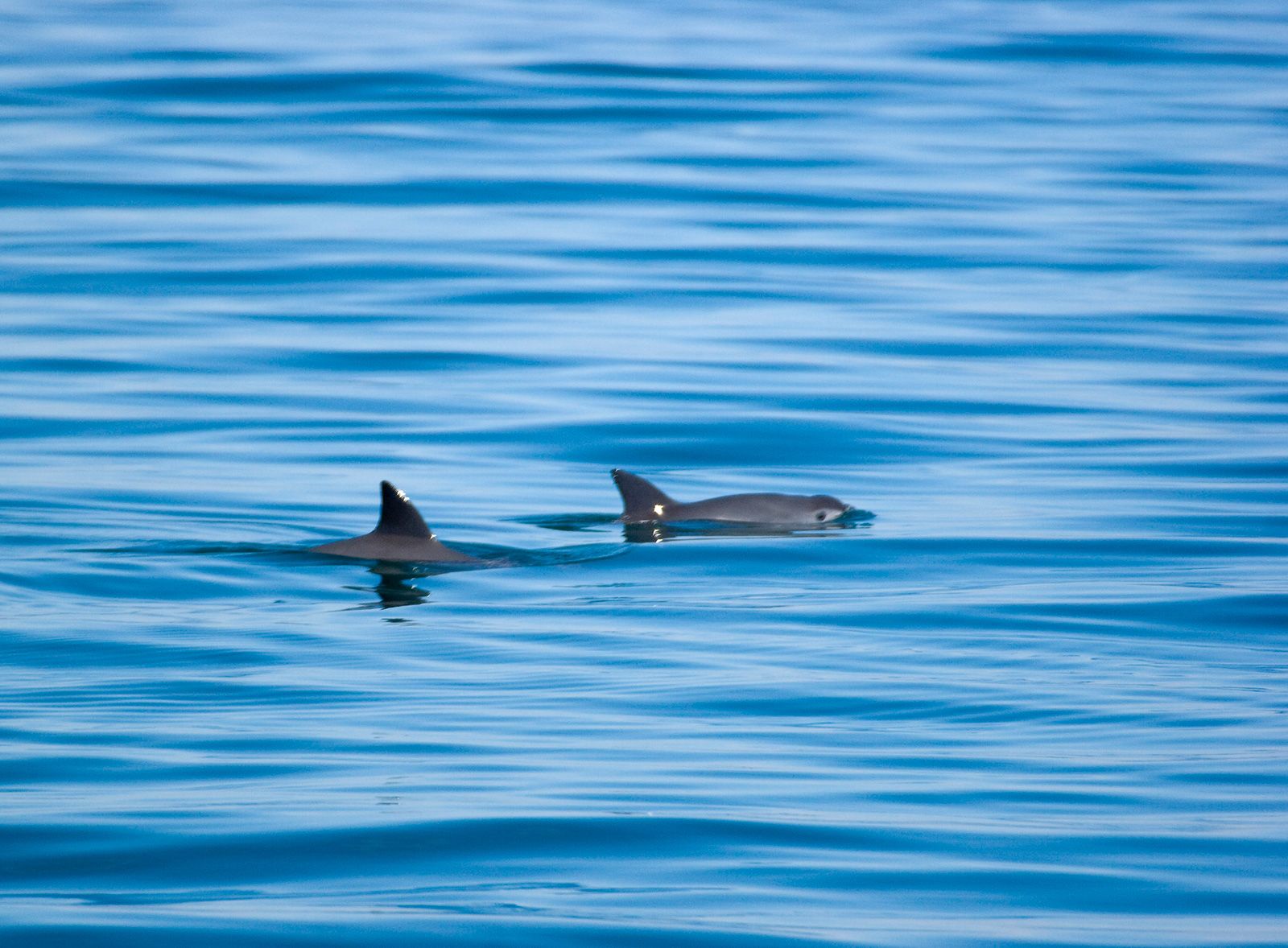 As vaquitas são pequenas e rápidas, por isso raramente são capturadas na câmera. / Chris Johnson/WWF