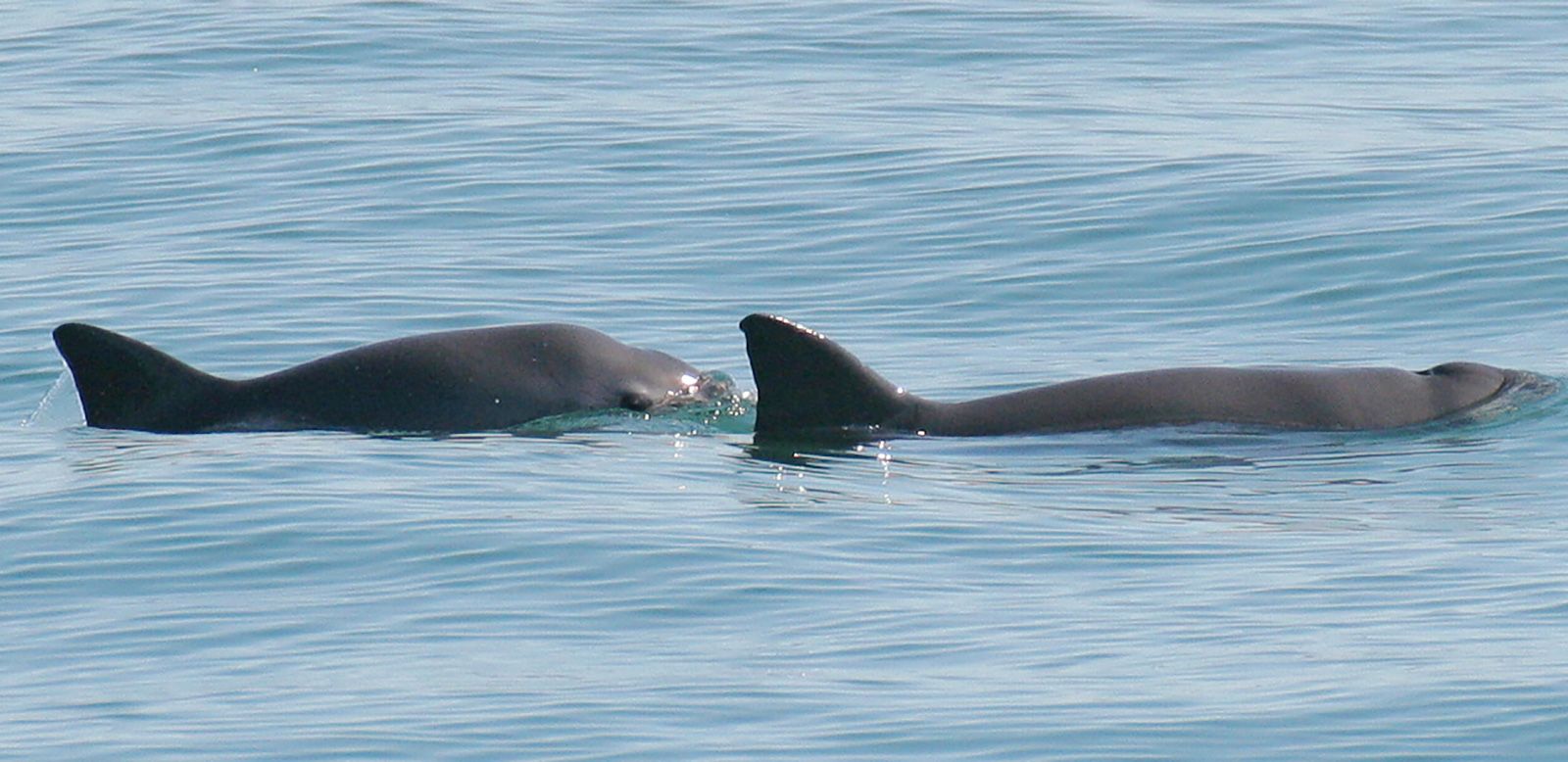 220505122122-02-vaquita-porpoises