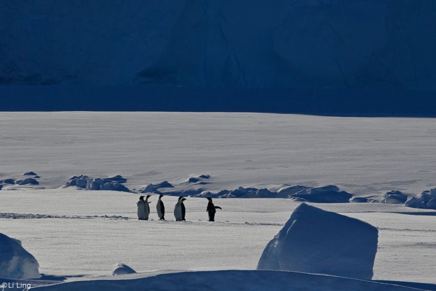 Pinguins estão entre animais prejudicados por mudanças climáticas na Antártida / Li Ling/Arquivo Pessoal/Reprodução