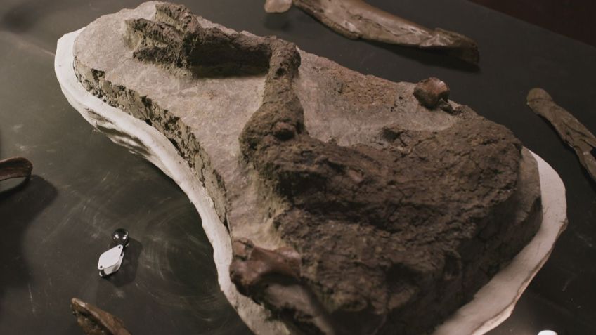 O fóssil da perna Thescelosaurus depois de ser escavado. / Reprodução / BBC Studios