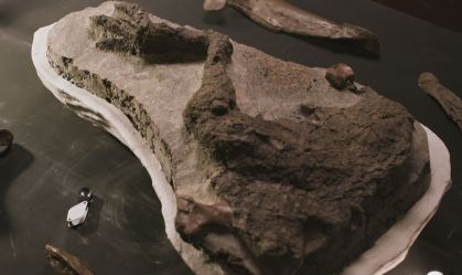Fósseis que inspiraram 'Jurassic Park' são vendidos por mais de US$ 12 milhões