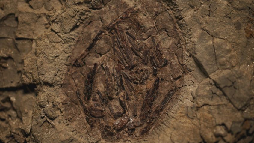 O ovo de pterossauro descoberto em Tanis é o único encontrado na América do Norte. / Reprodução / BBC Studios