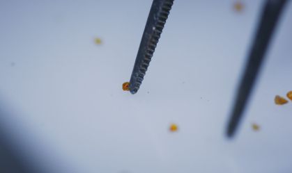 asteroide