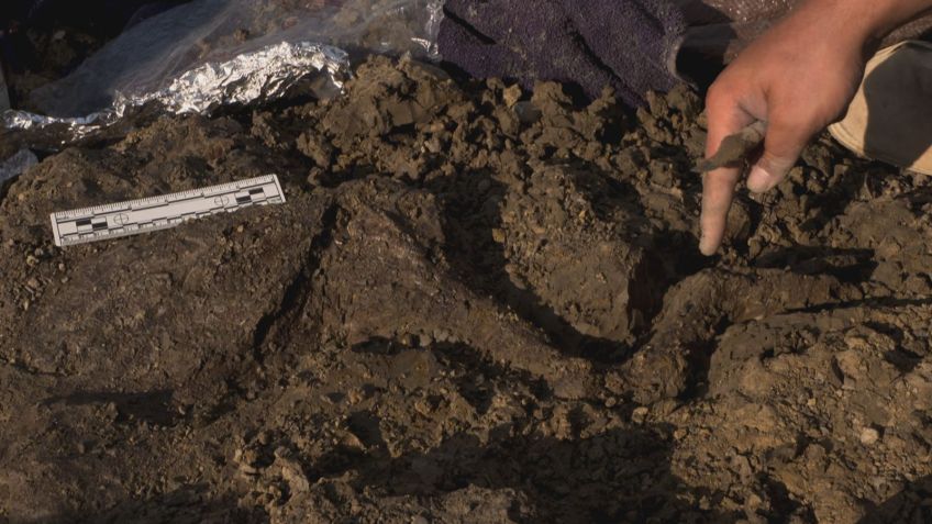 Um membro pertencente a um Thescelosaurus, um pequeno dinossauro herbívoro, como foi escavado no sítio fóssil de Tanis em Dakota do Norte. A criatura pode ter testemunhado o asteroide que encerrou a era dos dinossauros. / Reprodução / BBC Studios