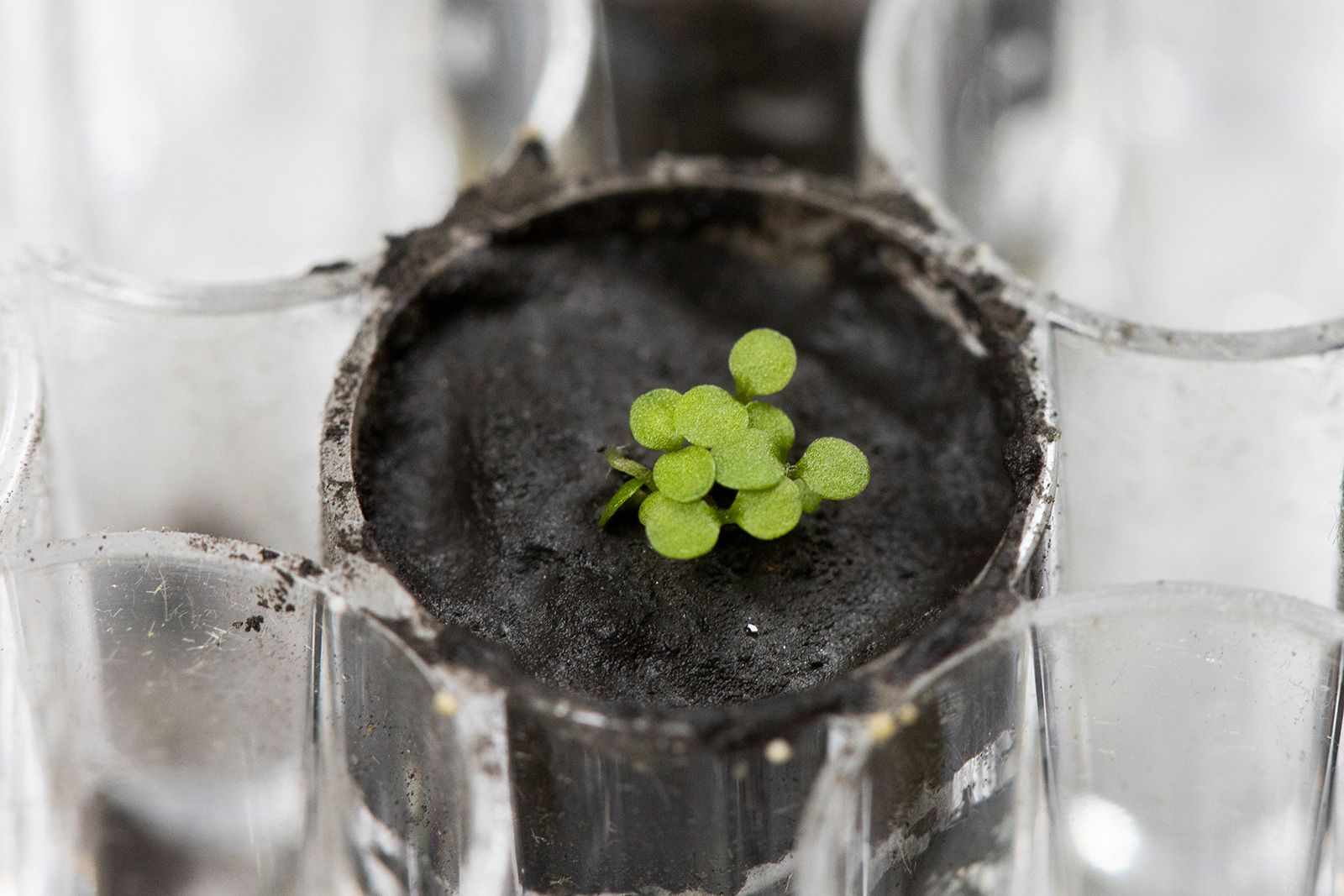 Planta em solo lunar