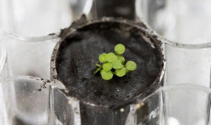 Cientistas cultivam plantas em solo lunar pela primeira vez na história