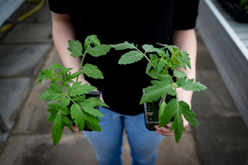 A planta de tomate à esquerda é geneticamente editada. / John-Innes-Centre