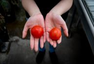 Cientistas desenvolvem tomate transgênico rico em vitamina D