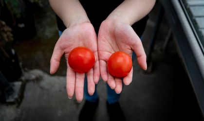 Cientistas desenvolvem tomate transgênico rico em vitamina D