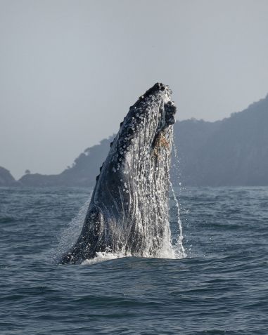 Jubarte saltando no sul de Ilhabela na temporada de 2021 / Marcel Morais