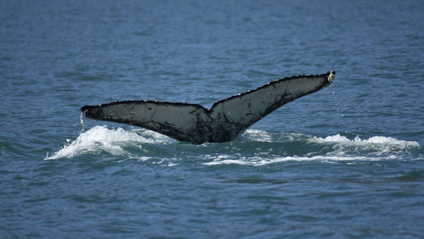 A coloração da cauda é como uma impressão digital, única para cada baleia, e ajuda a acompanhar e contar a história de vida de cada baleia / Marcel Morais