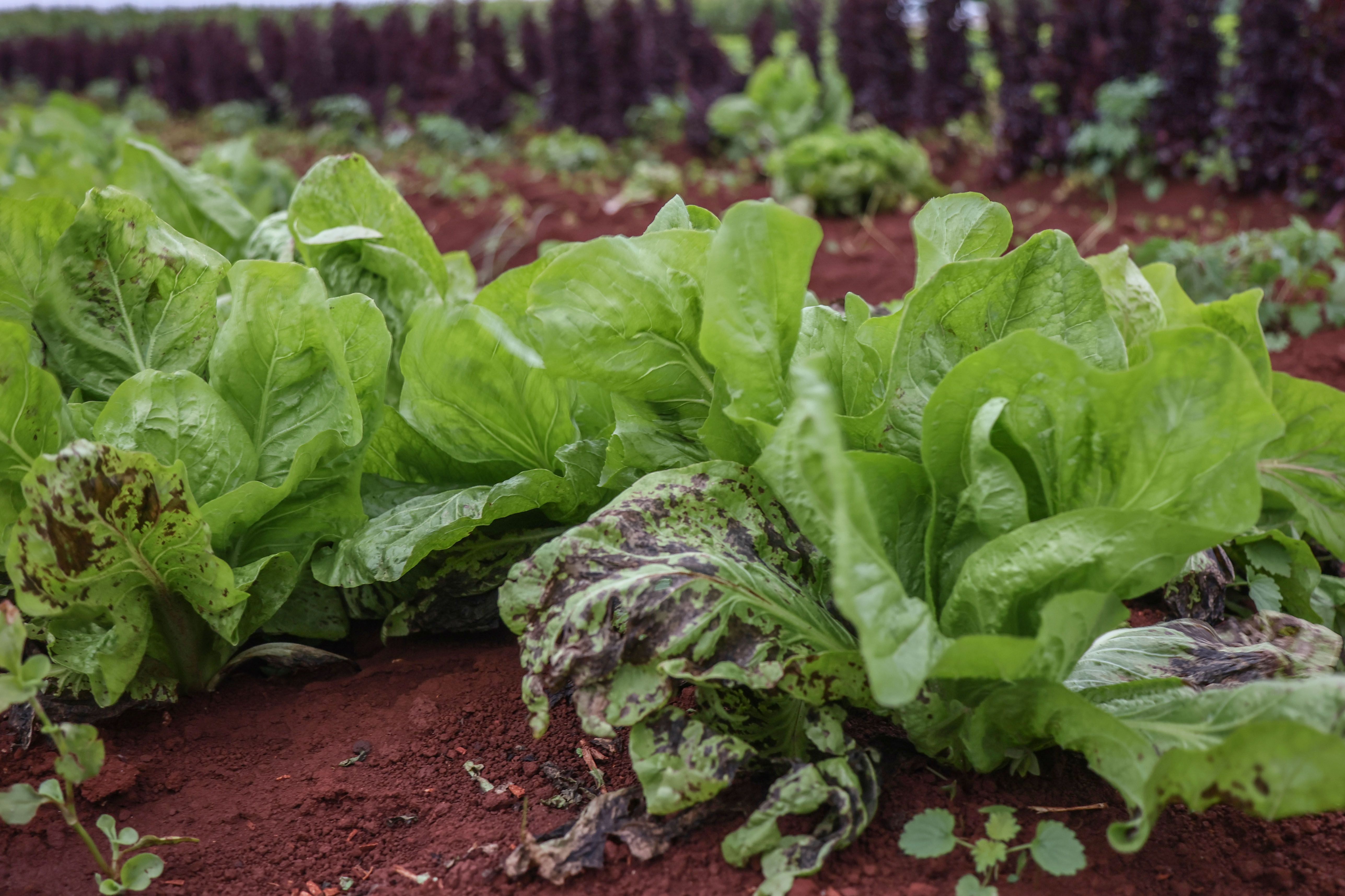 GEADA TRAZ PREJUÍZOS À PRODUTORES RURAIS