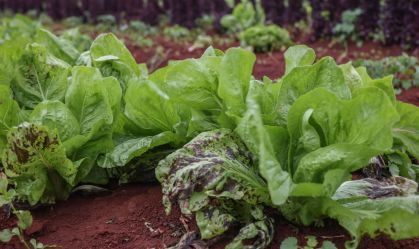 GEADA TRAZ PREJUÍZOS À PRODUTORES RURAIS