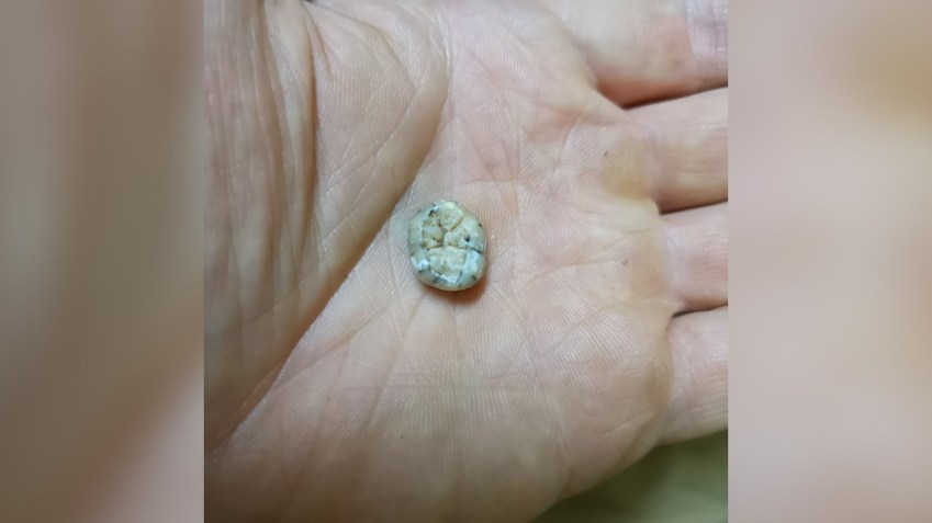 Dente foi desenterrado de uma caverna no Laos e pertencia a uma mulher que viveu pelo menos 131 mil anos atrás / Fabrice Demeter