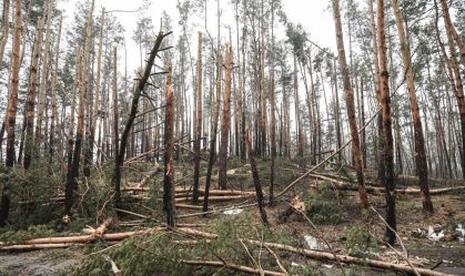 Ataques e movimentações das tropas russas provocaram destruição em floresta na região de Irpin, na Ucrânia (1/4/2022)
