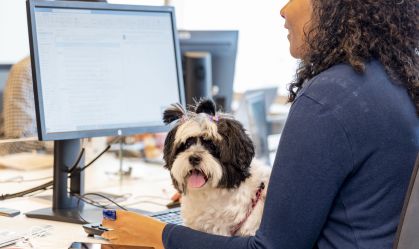Pets agora "batem ponto" em empresas que incentivam presença de animais no trabalho