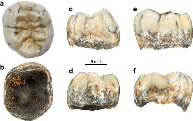 Espécime encontrado provavelmente pertencia a uma menina de 3,5 a 8,5 anos / Nature Communications