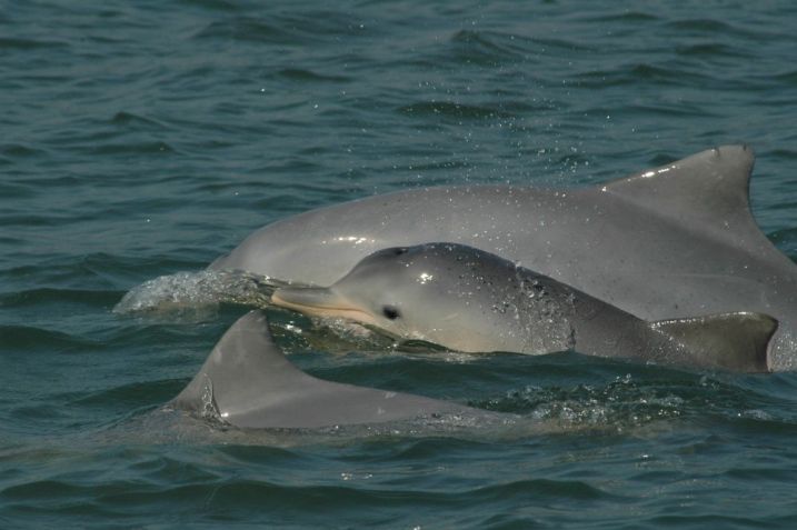 Ausência de tratamento nos esgotos da Baía de Guanabara atrapalha sobrevivência dos botos-cinza na região / Marcos César Santos/Instituto de Oceanografia (IO)/USP