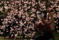 Crise climática faz flores de cerejeira do Japão florescerem mais cedo