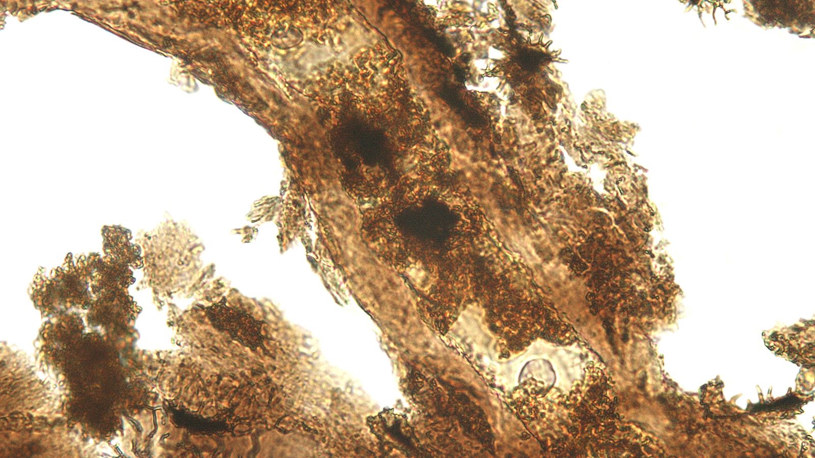 Visão microscópica de tecidos moles extraídos do osso de um Alossauro / J. Wiemann