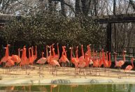 Zoológico nacional dos EUA afirma que raposa matou 25 de seus flamingos