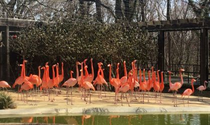 Zoológico nacional dos EUA afirma que raposa matou 25 de seus flamingos
