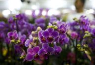 Plantas com flores sobreviveram à catástrofe que matou dinossauros, diz estudo
