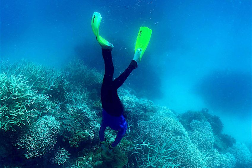 Mergulhador nada entre os corais na Grande Barreira de Corais / Glenn Nicholls/AFP/Getty Images