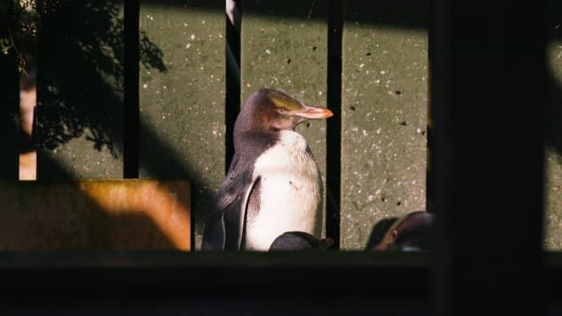 Pinguim