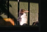 Conheça o centro especializado no resgate de pinguins na Nova Zelândia
