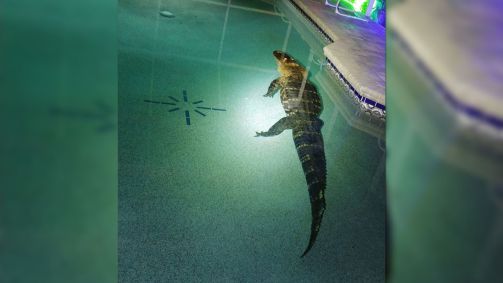 Jacaré de 250 kg e 3 metros foi encontrado em piscina de casa na Flórida